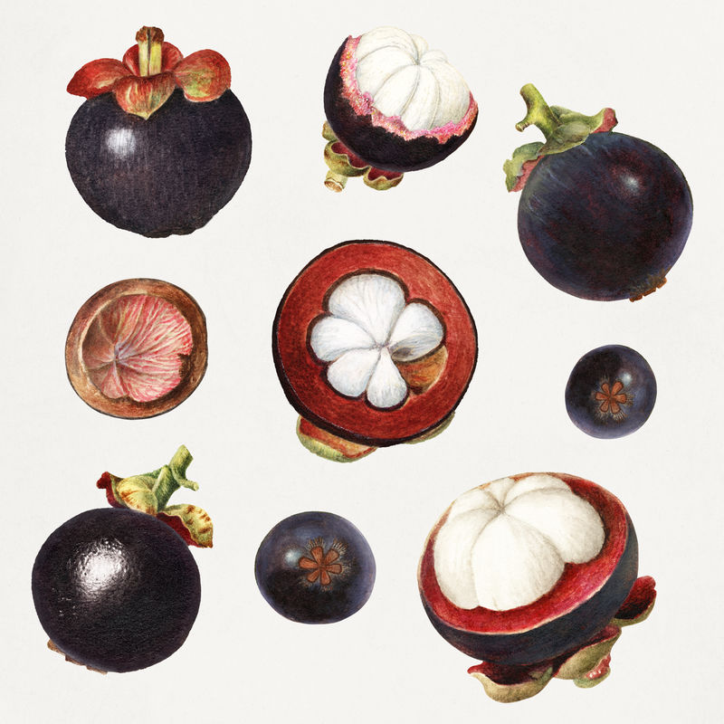 详细的手绘新鲜热带山竹套装