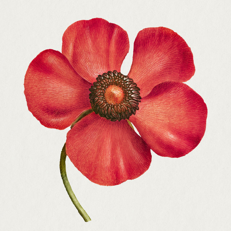 雉鸡\u0026#39;s眼花psd手绘