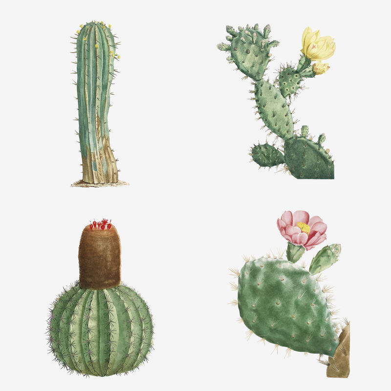 肉质植物和仙人掌的向量集
