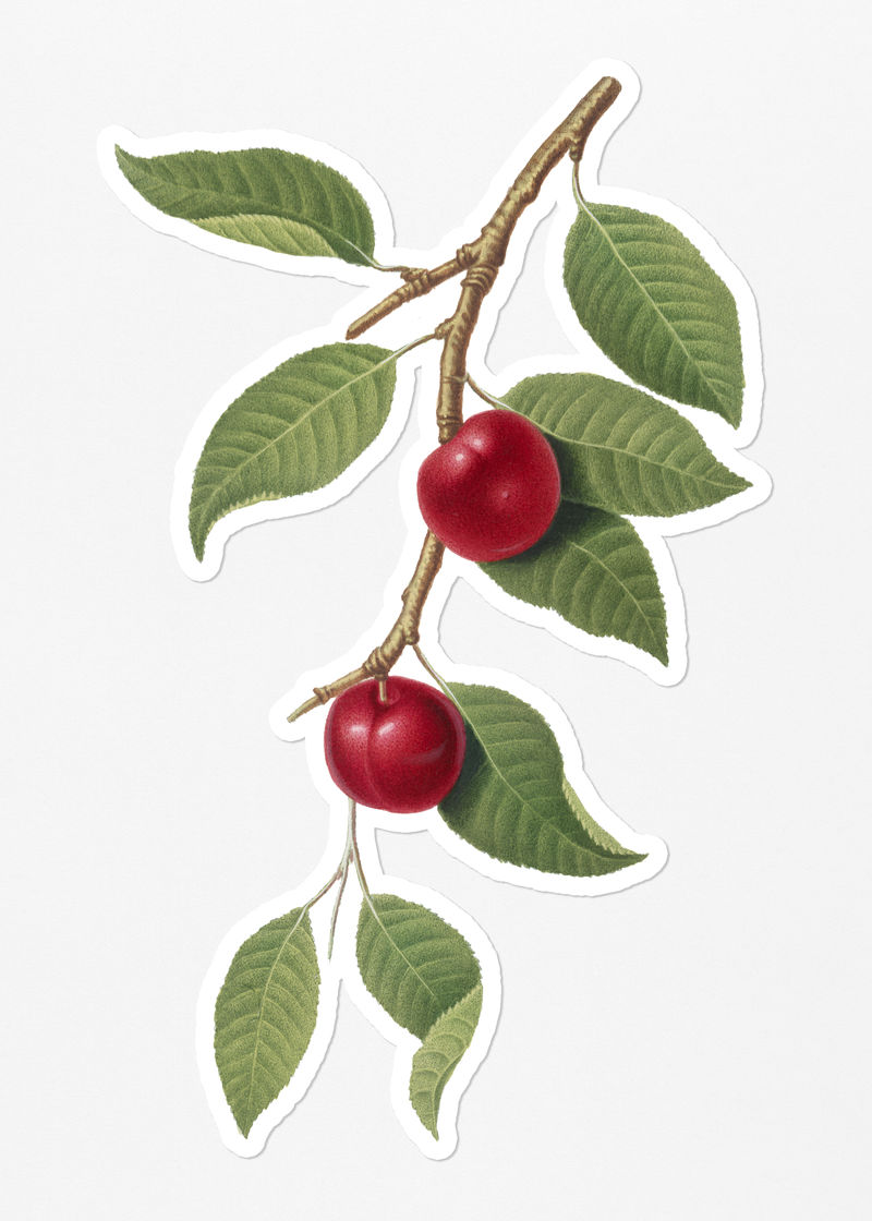 手绘白边樱桃水果贴纸