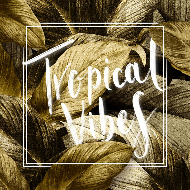 热带树叶背景上的白色矩形框