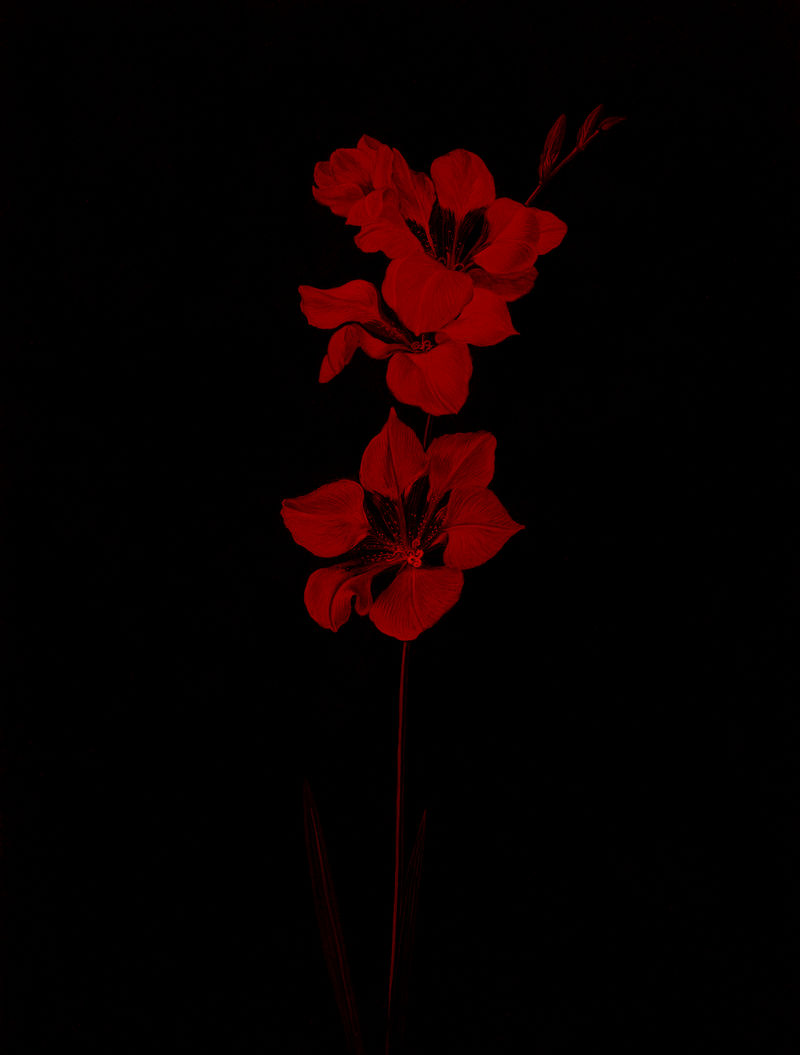 百合复古插画从原来的艺术品混合