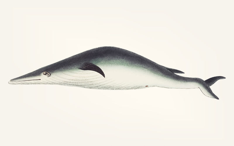 下颚神秘石的经典插图