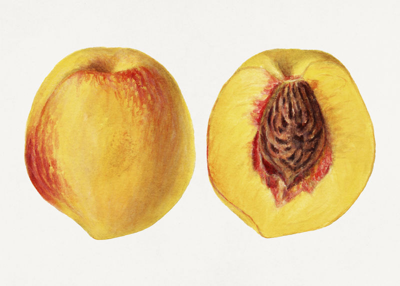 经典桃子插图模型