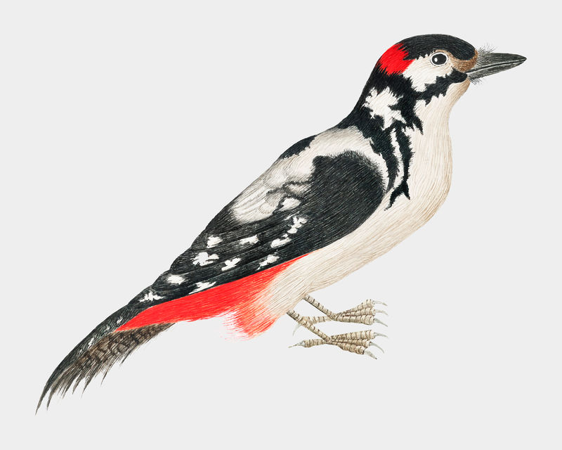 黑白斑驳的鸟矢量图从18世纪的史密森档案馆艺术品中重新混合而成