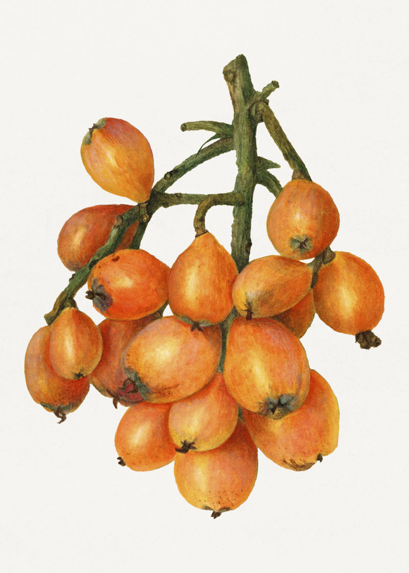 枇杷枝插画模型