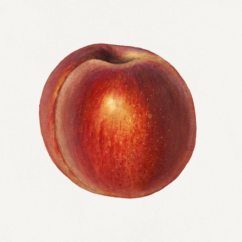 复古桃插画模型