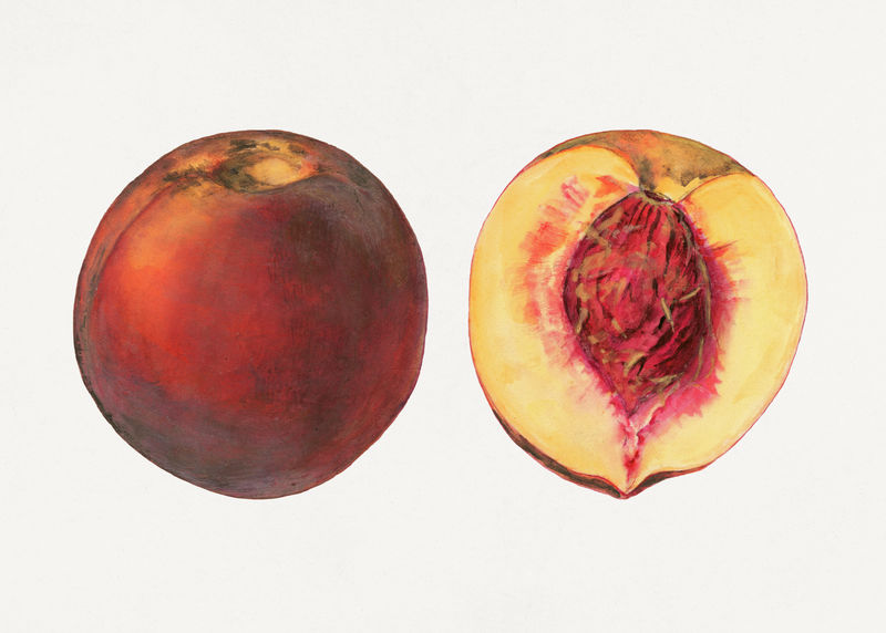 经典桃子插图模型