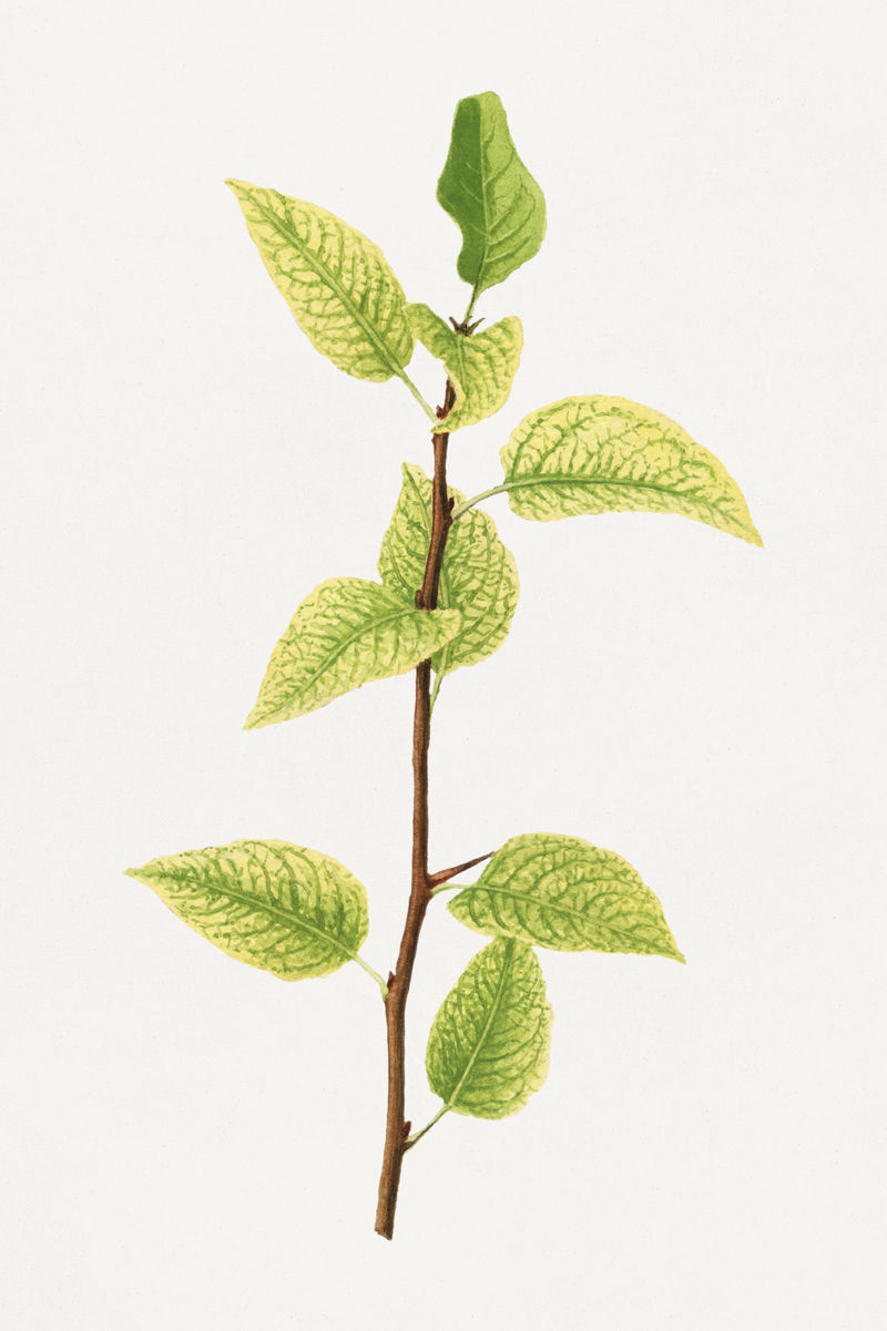 复古梨棒插图模型