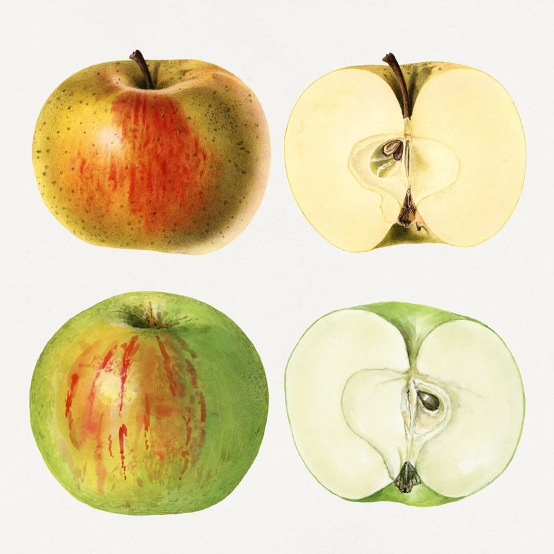 精致的手绘新鲜苹果套装