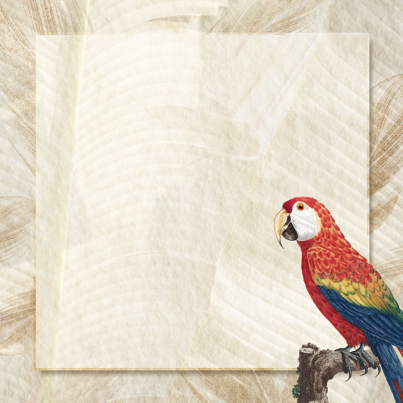 棕框猩金刚鹦鹉