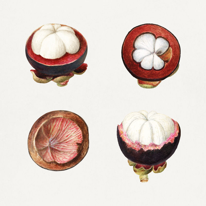 详细的手绘新鲜热带山竹套装