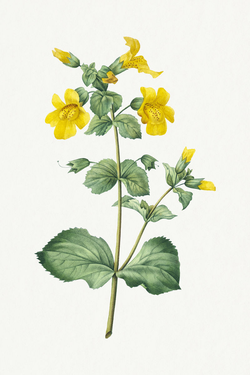 Mimulus flower psd复古植物艺术印刷品由Pierre Joseph Redout的艺术作品混合而成\u0026eacute;