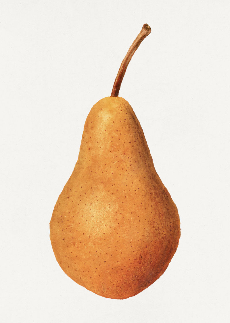 复古梨插图模型