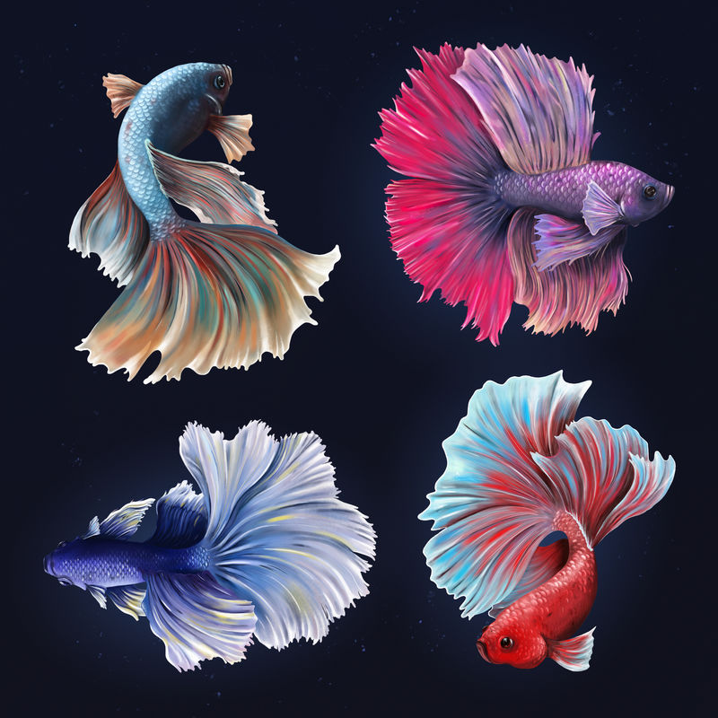 美丽贝塔鱼系列设计资源