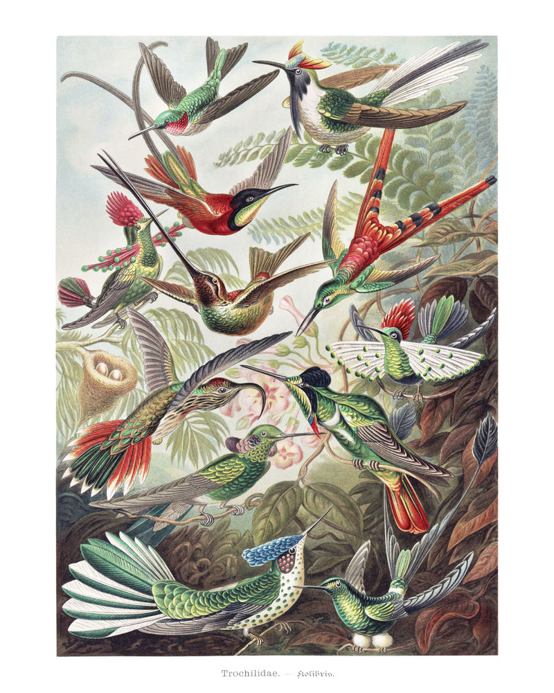 复古蜂鸟插画套装