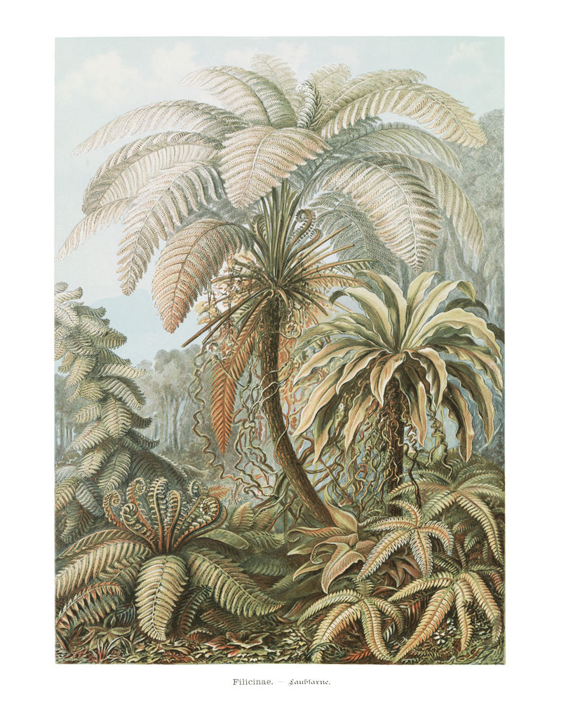 复古蕨类植物插画墙面艺术印刷品和海报