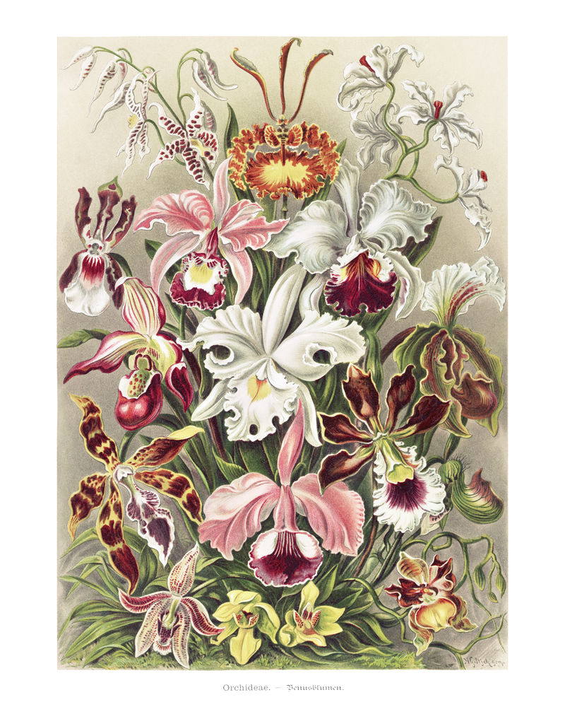 复古兰花插画墙壁艺术印刷品和海报