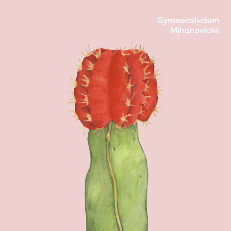 手绘宫崎骏月仙人掌