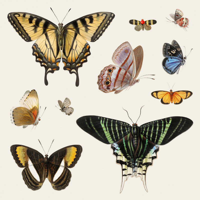 蝴蝶和燕尾的经典插图