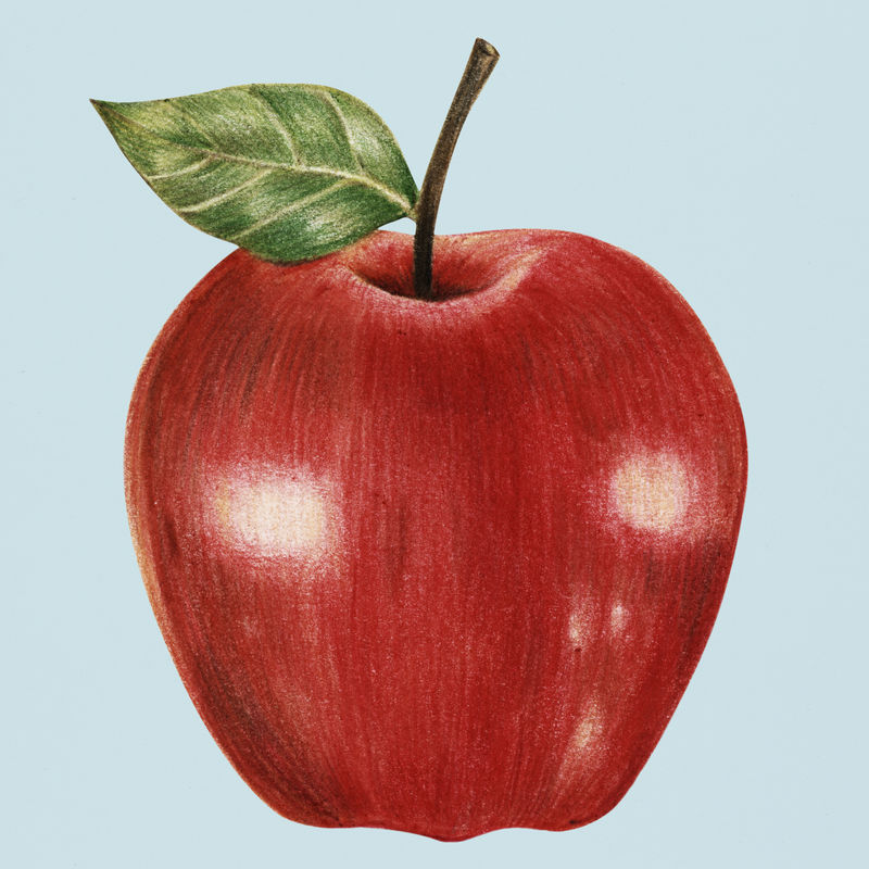 手绘红苹果插图