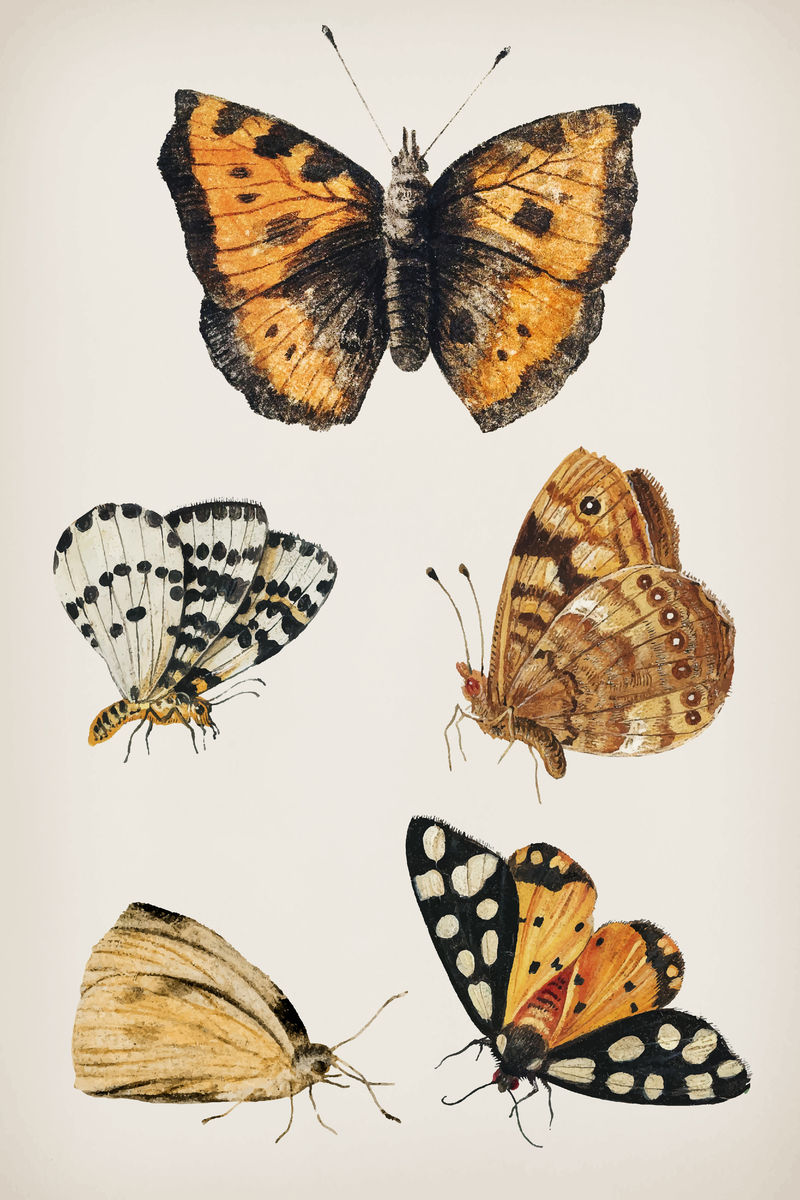 复古蝴蝶集插图矢量