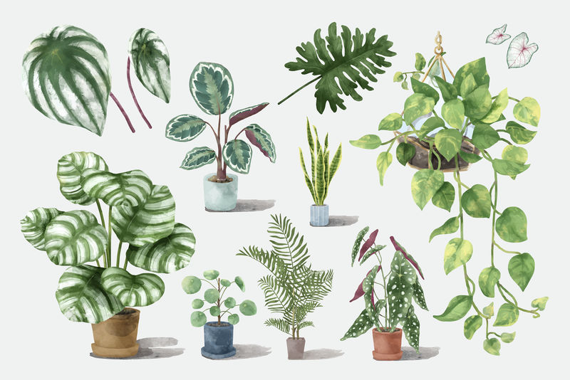 植物水彩植物插图集