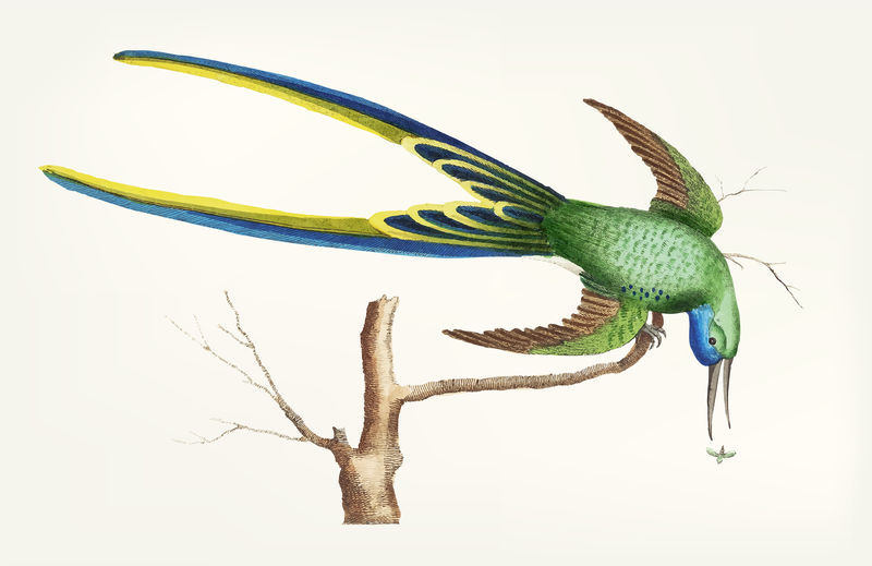 蜂鸟的经典插图