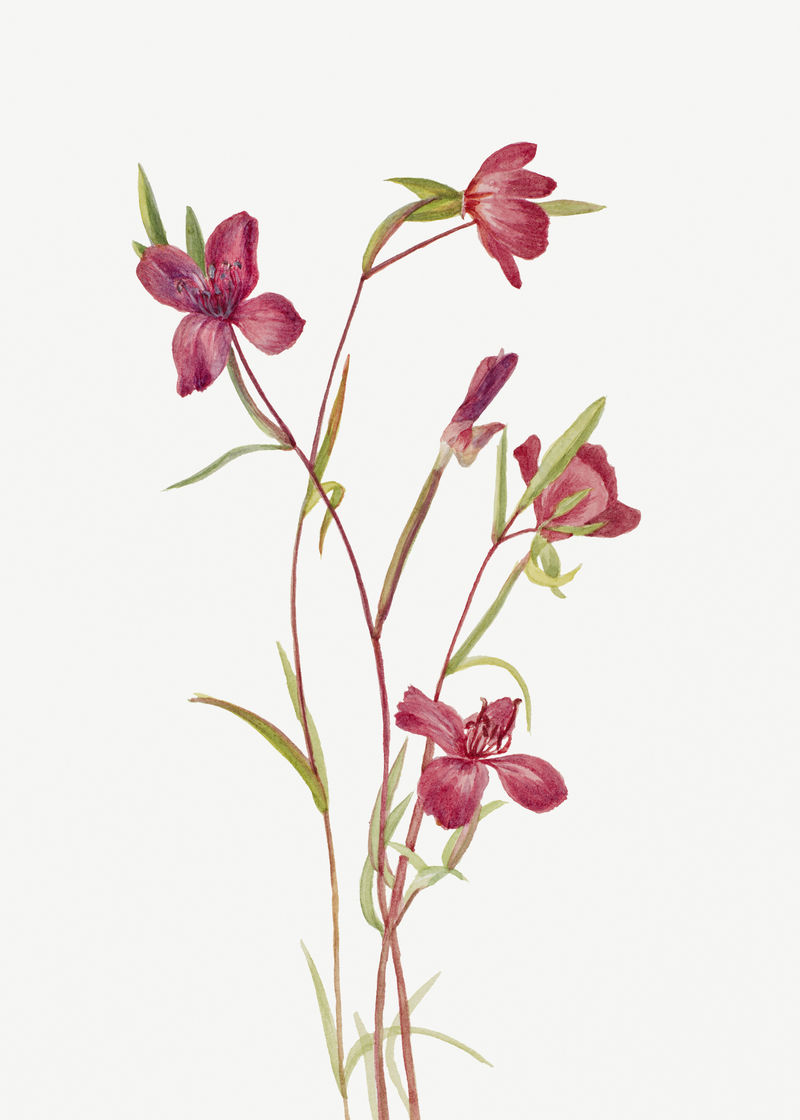 Lilja psd春季花卉植物复古插图