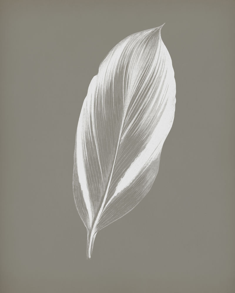 龙血树多汁的热带叶子复古插图混音从本杰明福塞特的原始艺术品