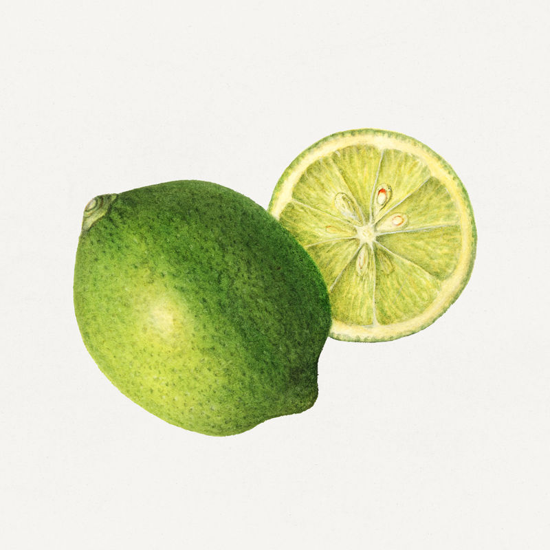 复古绿柠檬插图模型