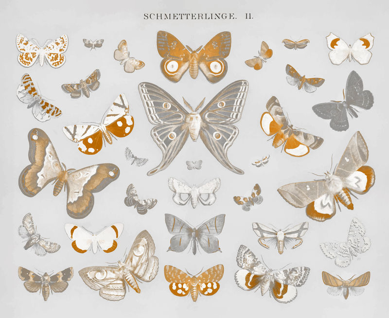 复古蝴蝶和飞蛾石版印刷矢量从原来的艺术品混合