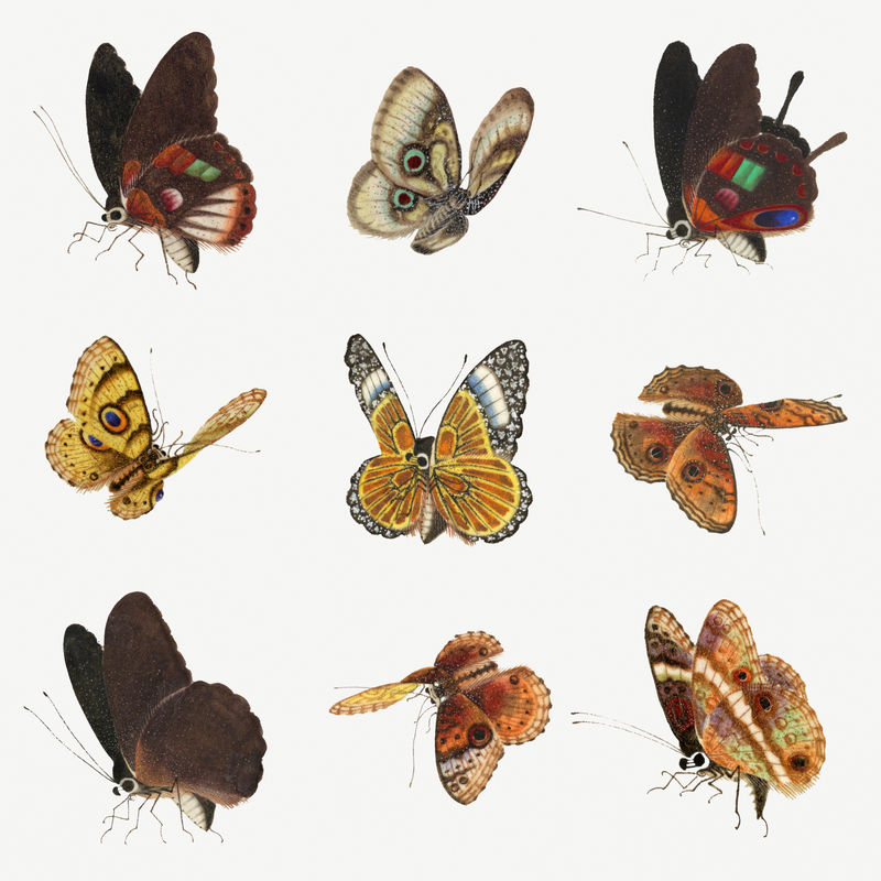 蝴蝶和飞蛾psd复古插图集