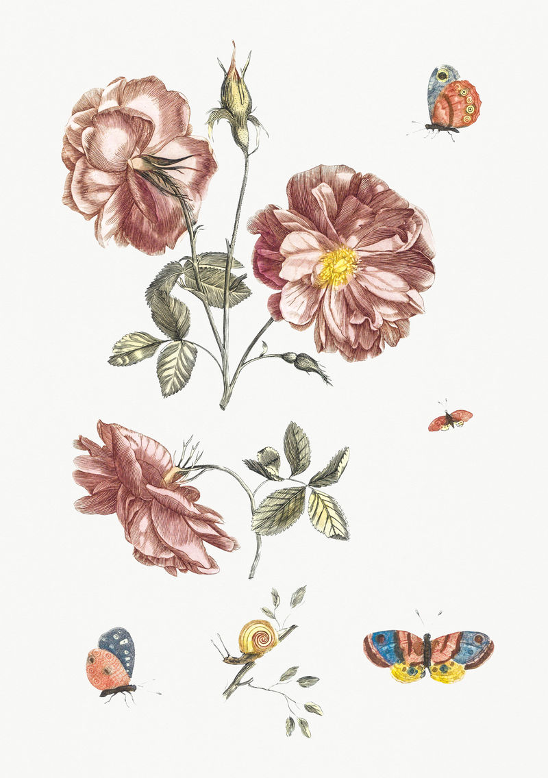 《两枝玫瑰四只蝴蝶和一只蜗牛》约翰·泰勒（1648-1709）