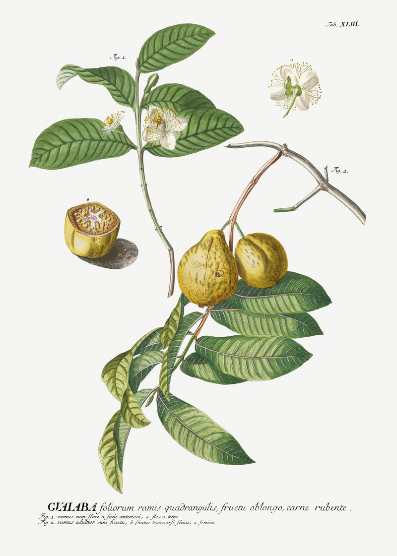 经典番石榴插画