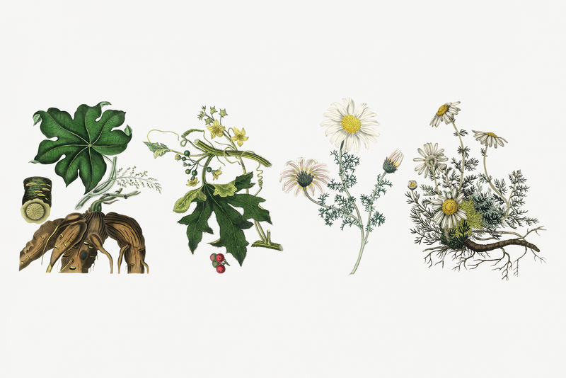 药用植物psd套装插图