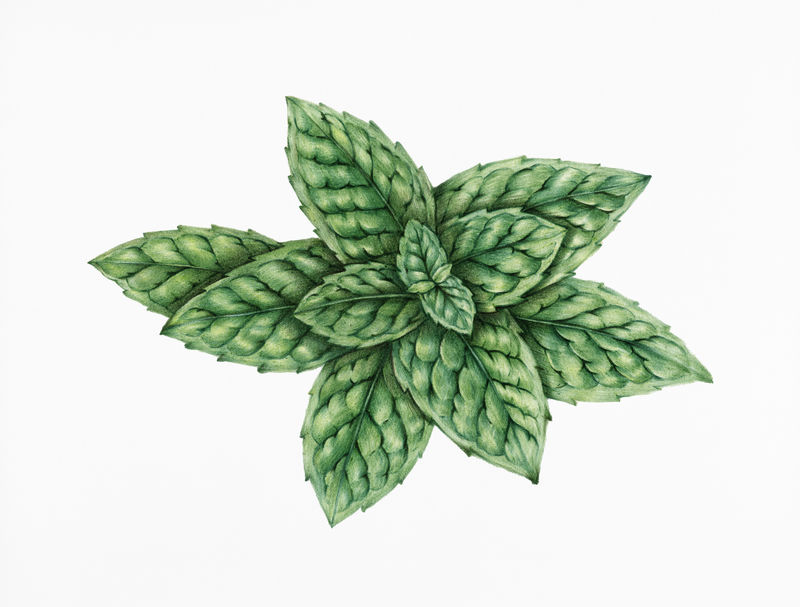 薄荷插图