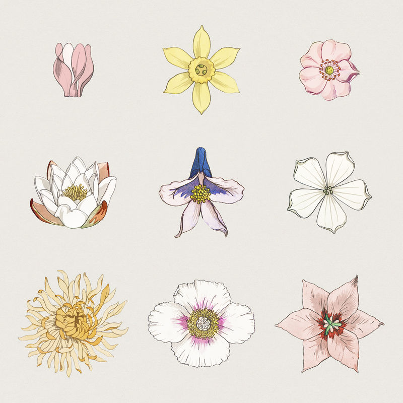 彩色花卉图案背景设计