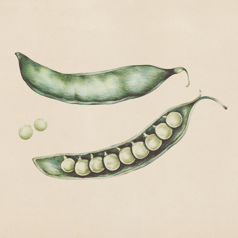 手绘豌豆插图