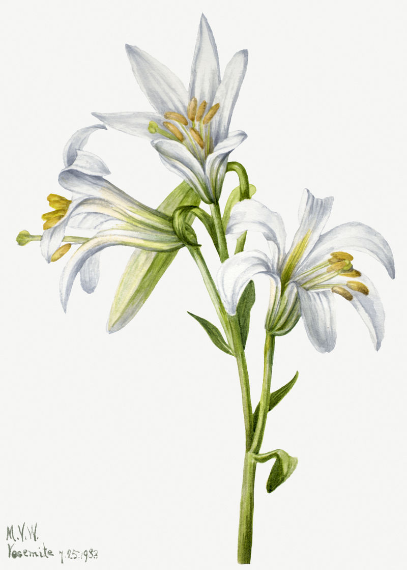 盛开的白色华盛顿百合花手绘插画图片,水彩花,复古春花,花朵复古白