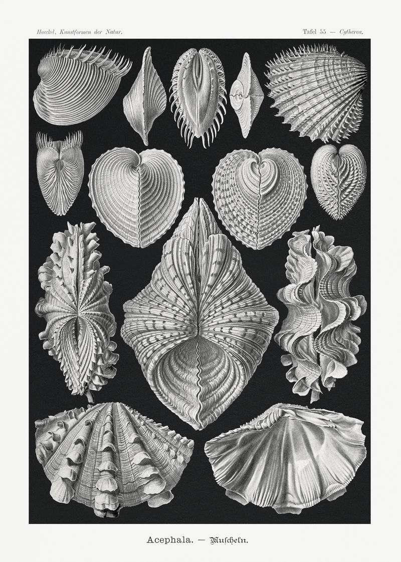 复古贝类插图海报模板