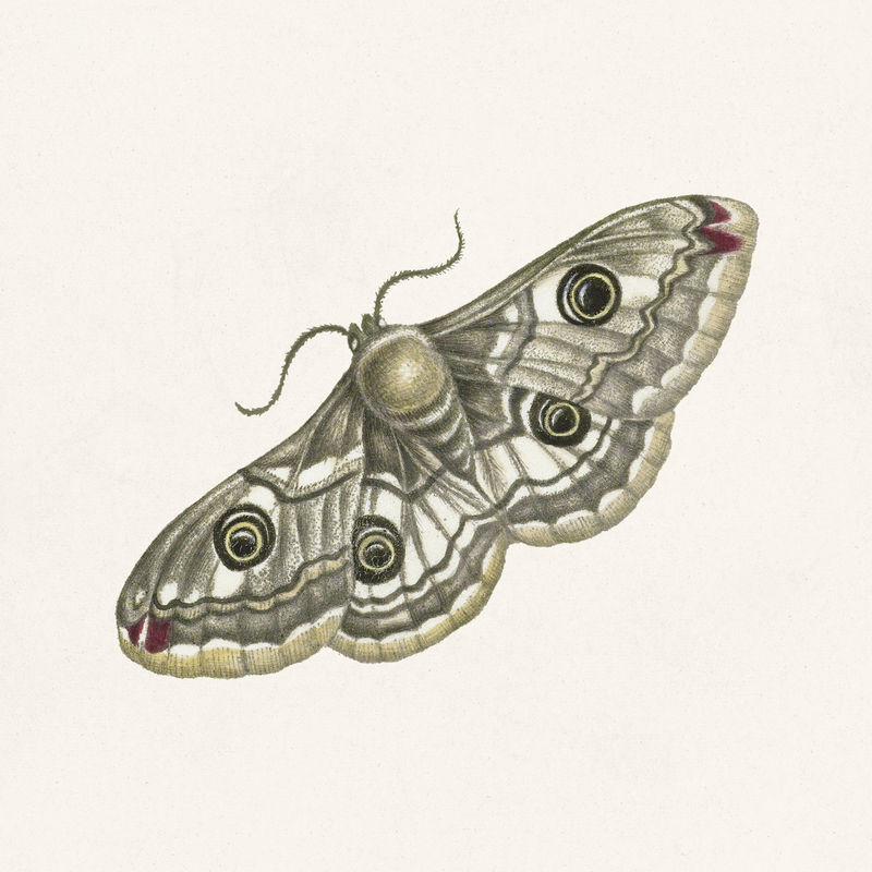 孔雀蝴蝶复古插图模板的细节