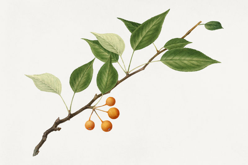 复古梨枝插图模型