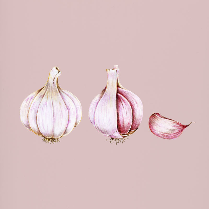 手绘大蒜插图