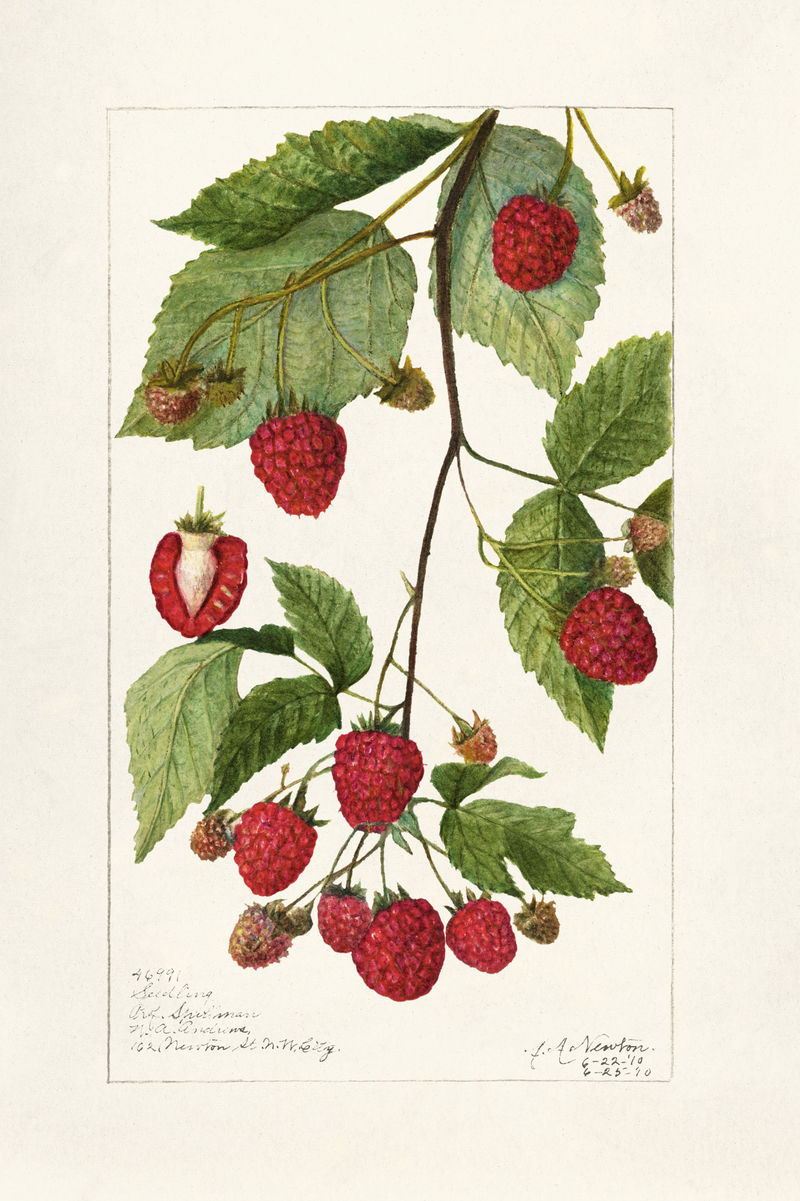 黑莓插画模型的复古分支