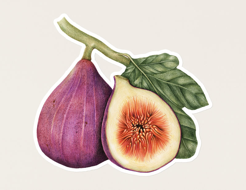 手绘无花果贴纸白色背景上有白色边框