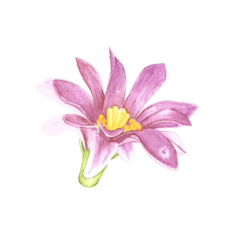 手绘舒曼乳莲针叶仙人掌