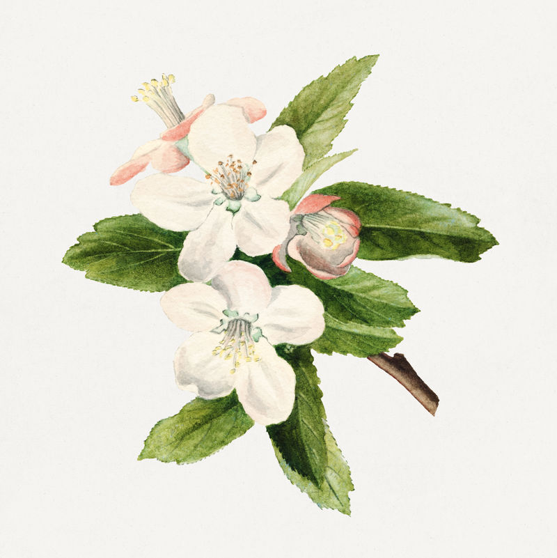 经典蟹苹果花插图模型