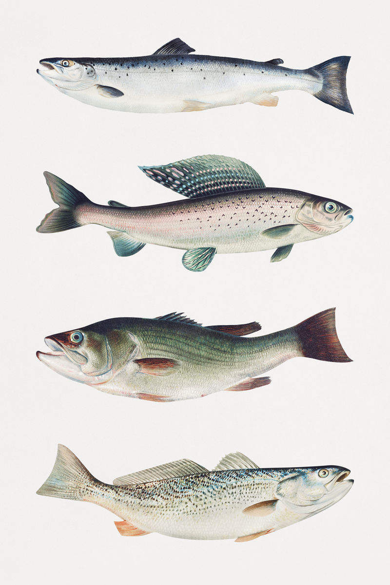 复古鱼插画套装