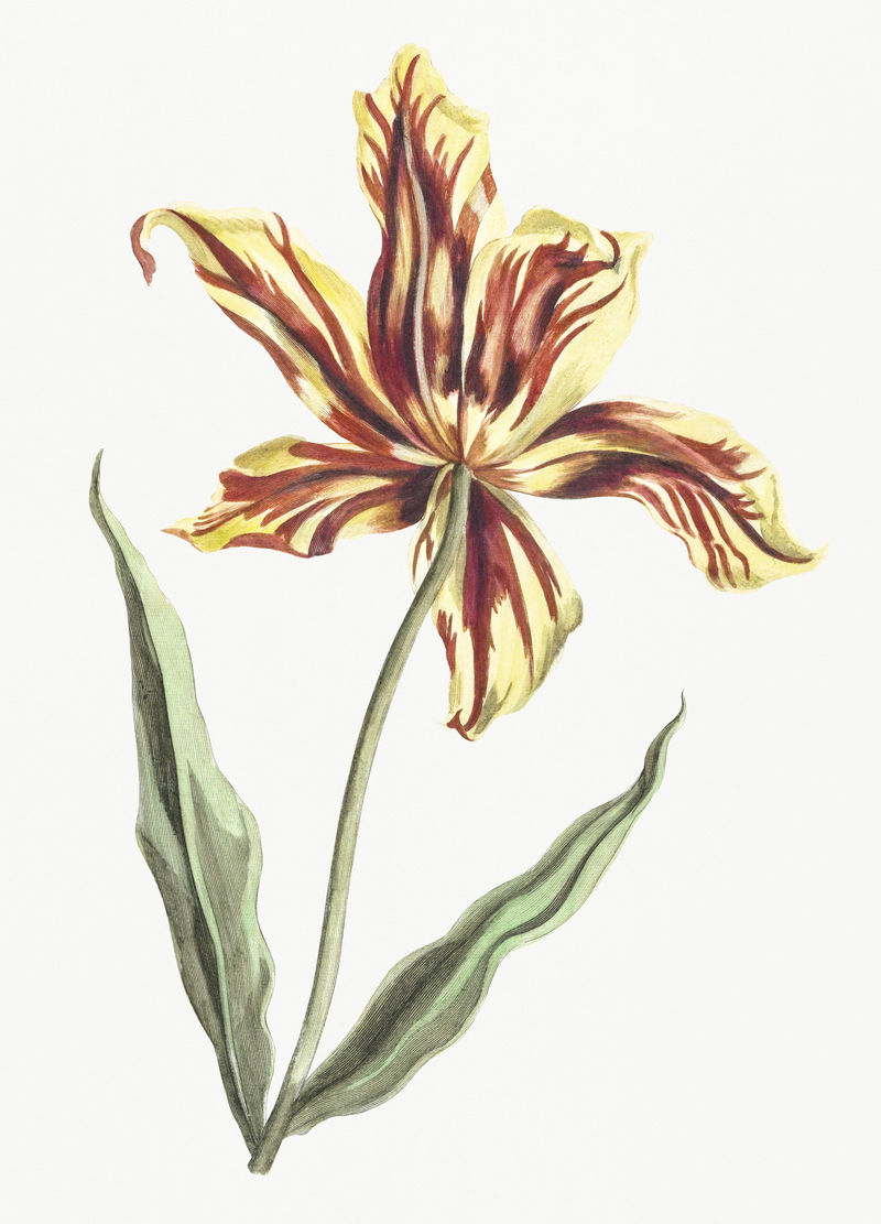 约翰·泰勒的《郁金香》（1648-1709）